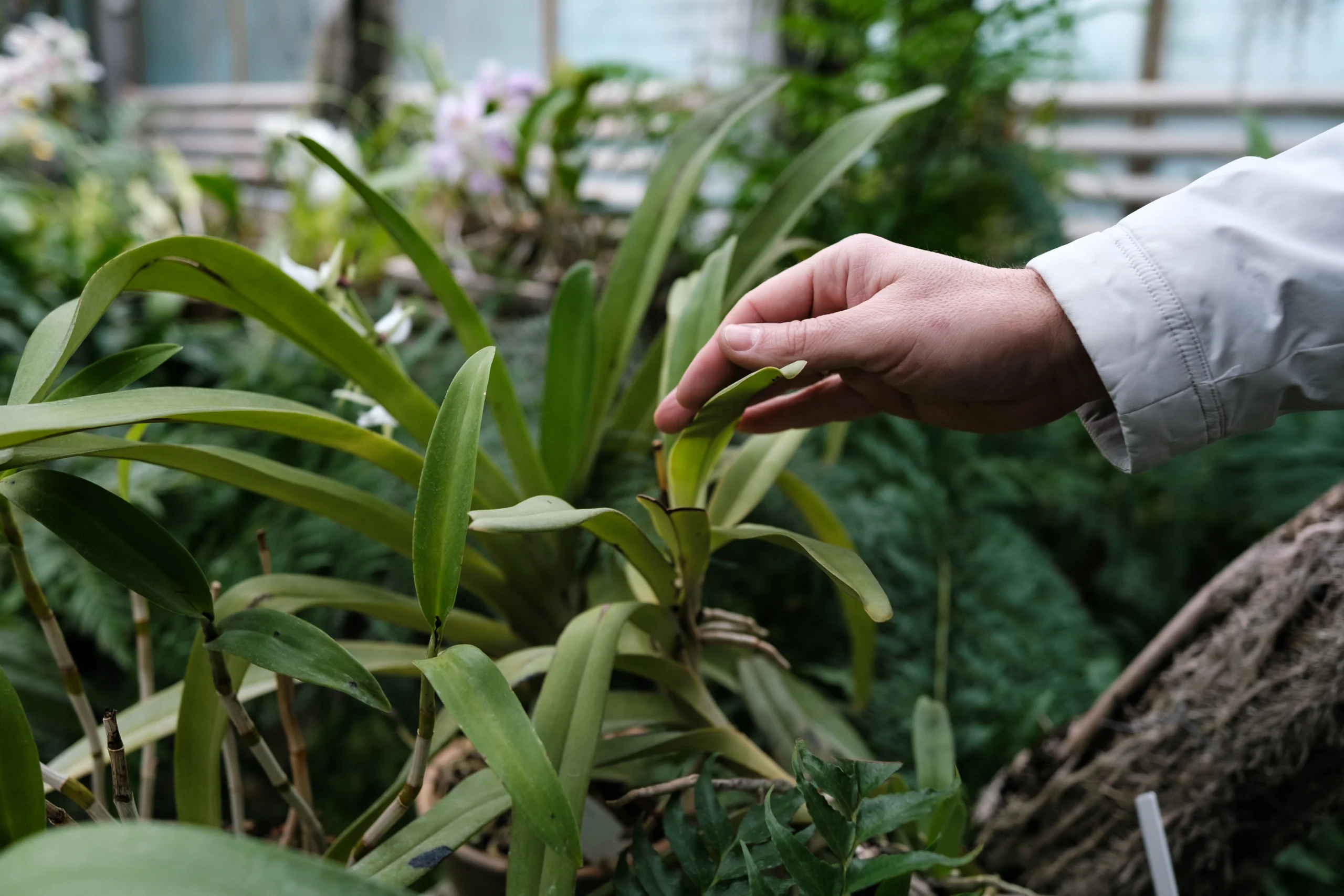 How the Botanical Garden Works During the War №14