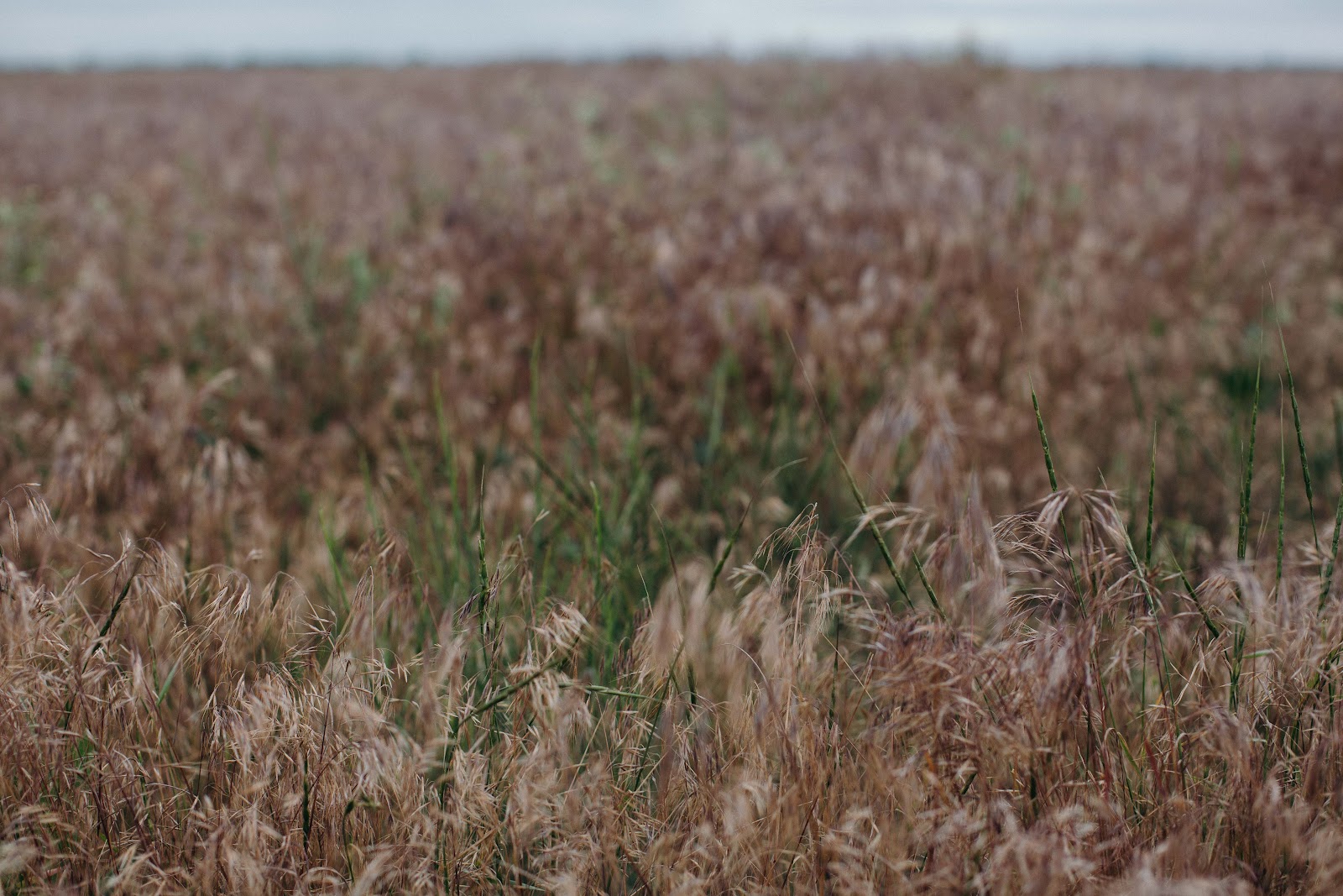 “We will sow wheat and grow bread”: pitfalls of humanitarian demining in Ukraine №21