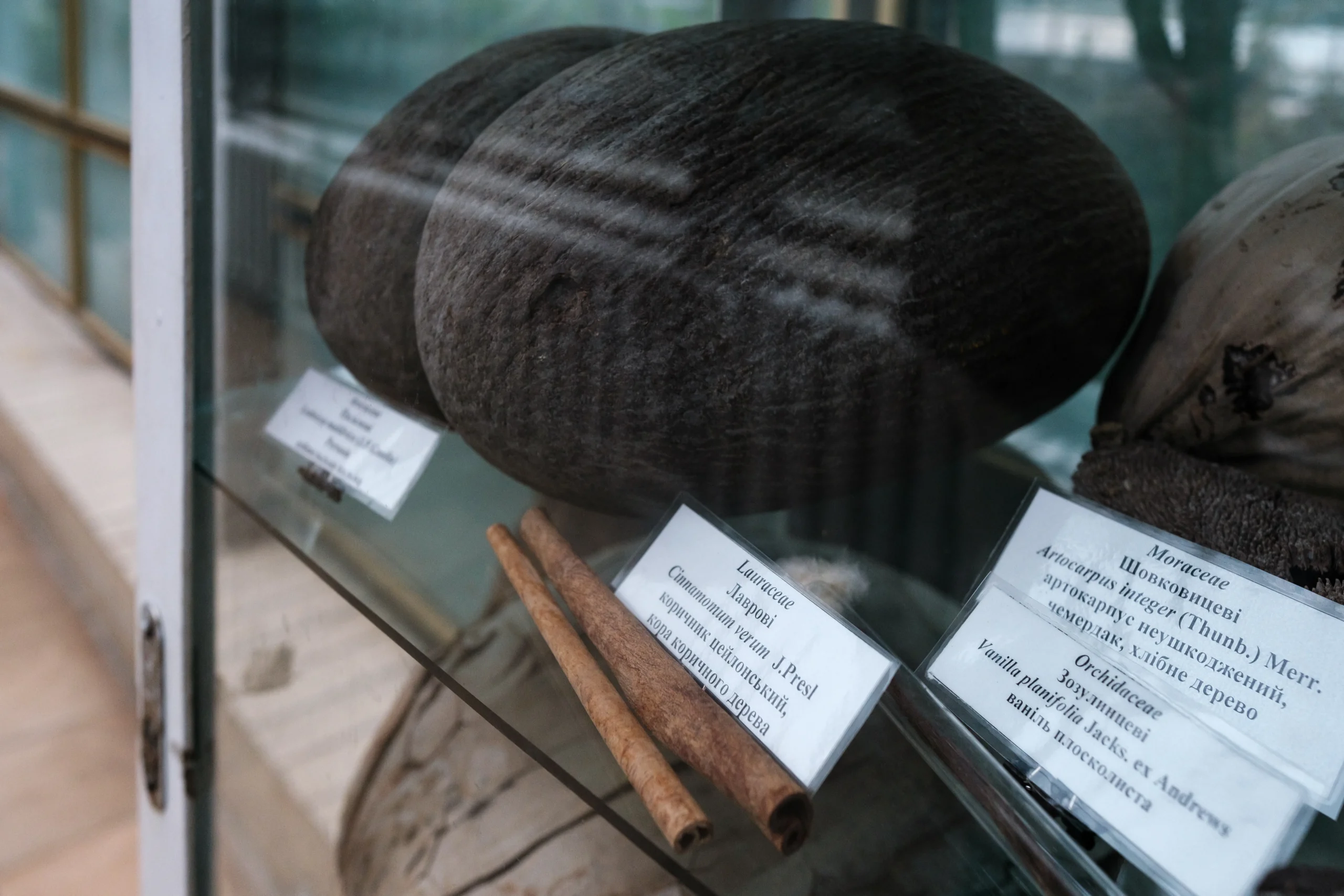 Зима у тропіках. Як ботанічний сад працює під час війни №13