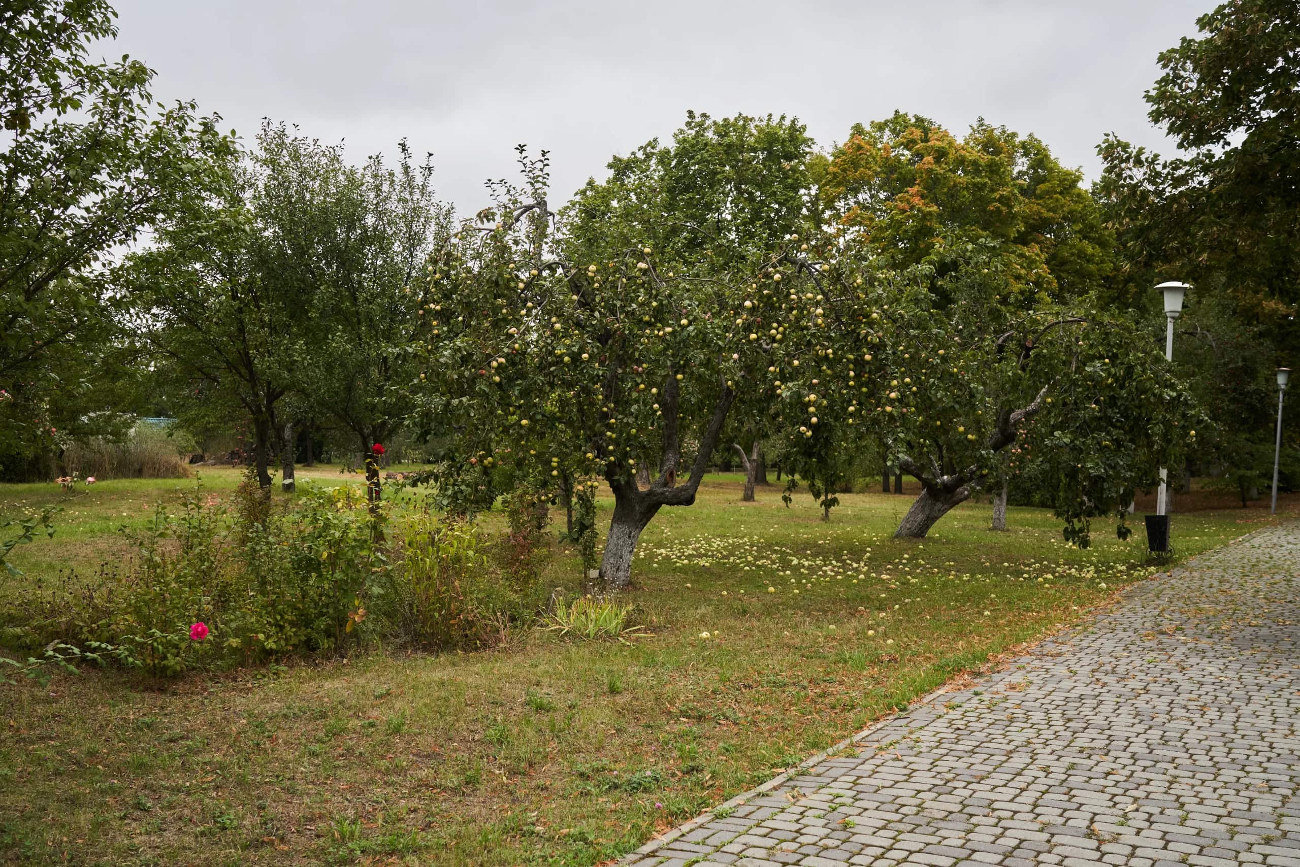 Невдала спроба впіймати Сковороду №11