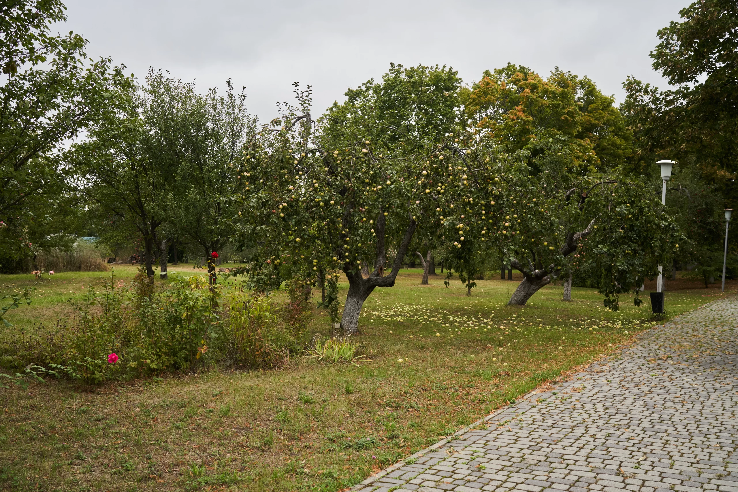 Unsuccessful attempt to catch Skovoroda №11