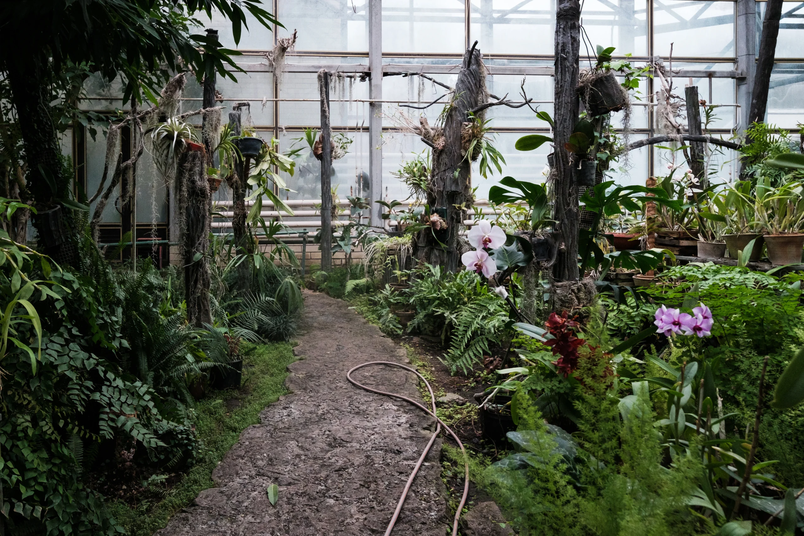 How the Botanical Garden Works During the War №4