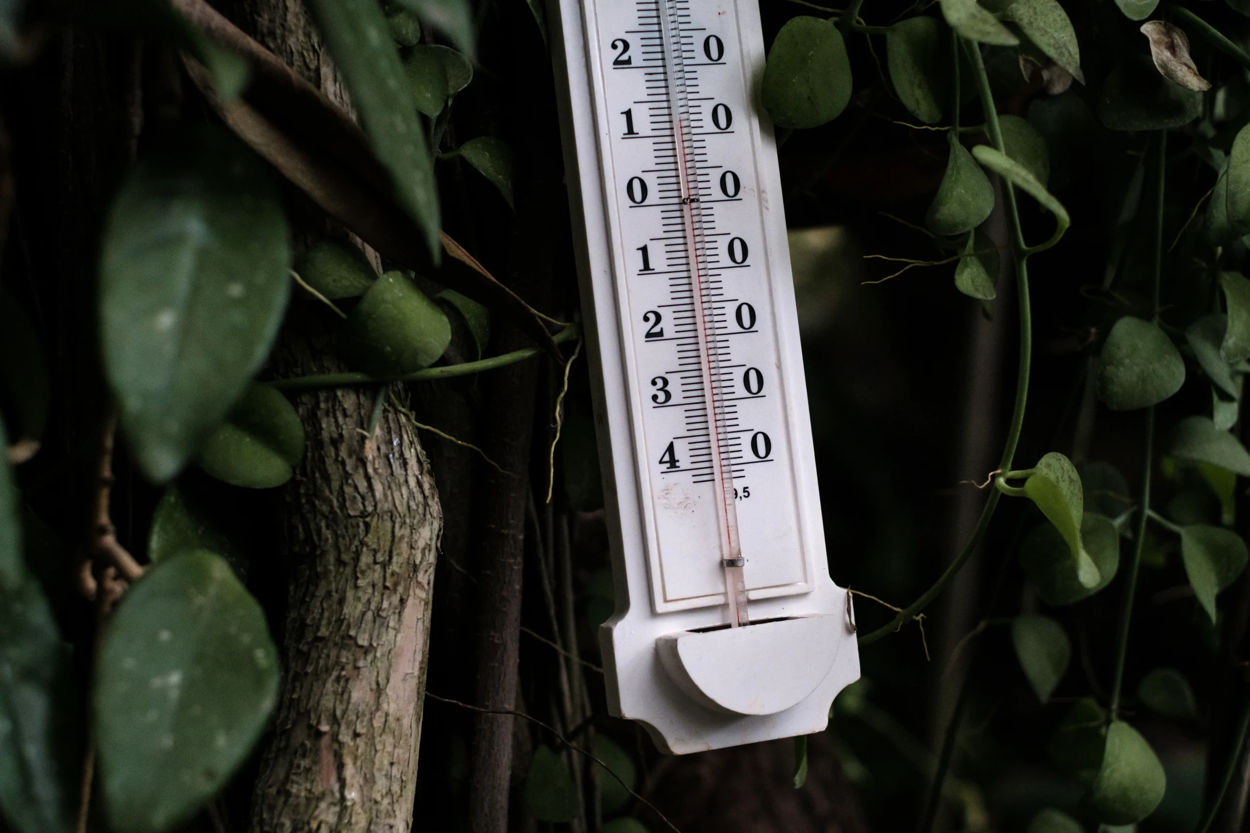 Зима у тропіках. Як ботанічний сад працює під час війни №7