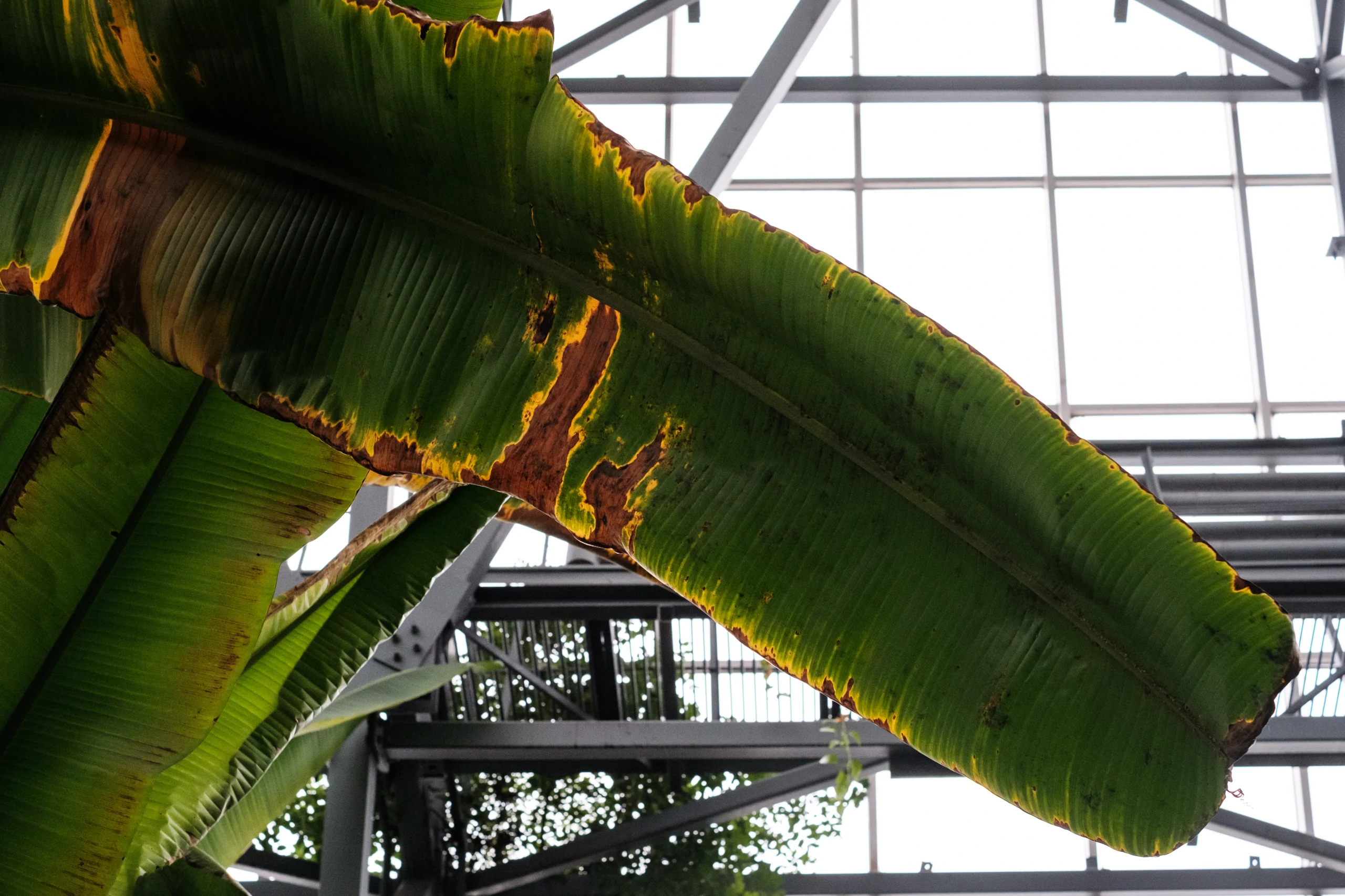 How the Botanical Garden Works During the War №9